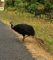 Cassowary