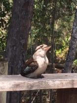 Kookaburra