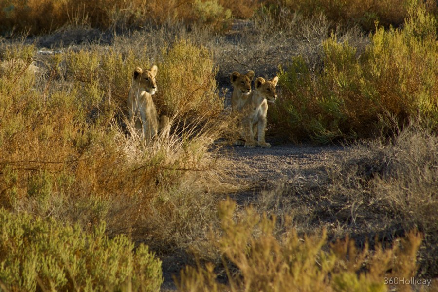 LionCubs.jpg