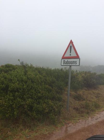 BaboonWarning.jpg