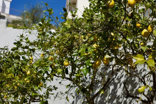 NaplesLemons.jpg